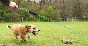 Dog chasing after a toy connected to the cord-end of a whimsy flirt stick.